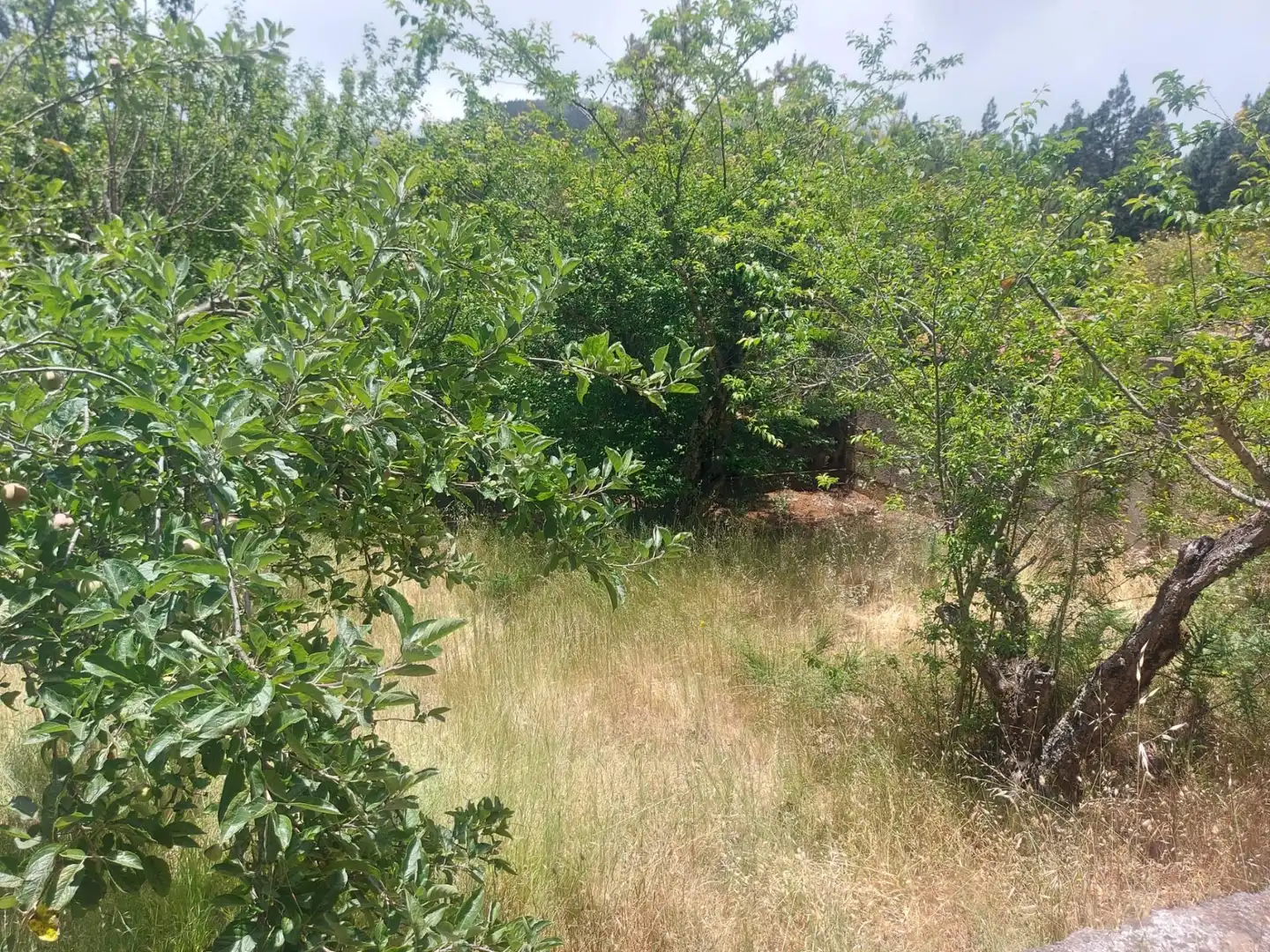 Country homes for sale in El Sauzal  with Heating, Private garden and Terrace