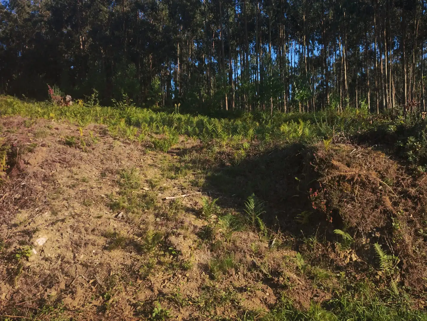 Rural land for sale in Neda, imagen 5