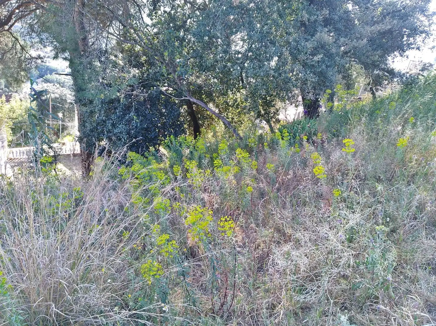Terreno residencial en venta en Mas Mora - Sant Daniel, imagen 3
