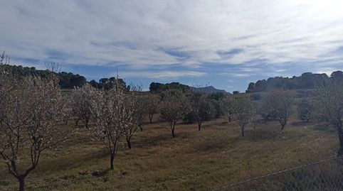Finca con casa y 18 tahullas plantadas de olivos, immagine 5