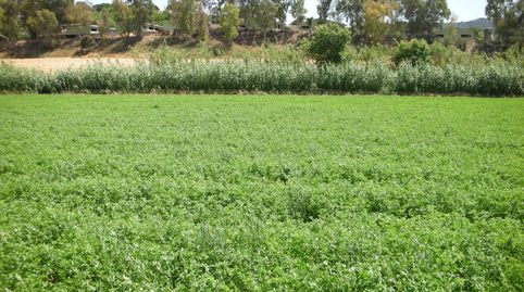 Terreno rústico NO EDIFICABLE sólo para uso exclusivamente agrícola, immagine 3