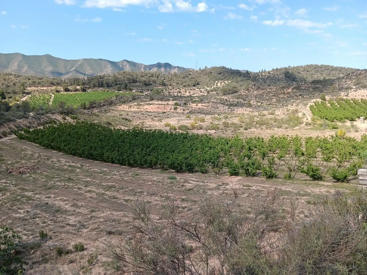 Terrain rustique à vendre à Riba-roja d'Ebre, imagen 6