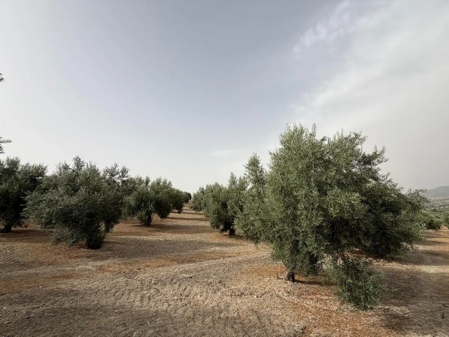 Rural land for sale in Iznalloz, imagen 10
