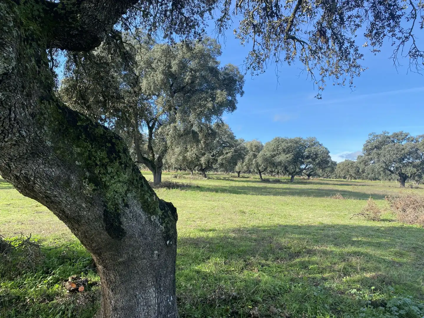 Land for sale in Torralba de Oropesa