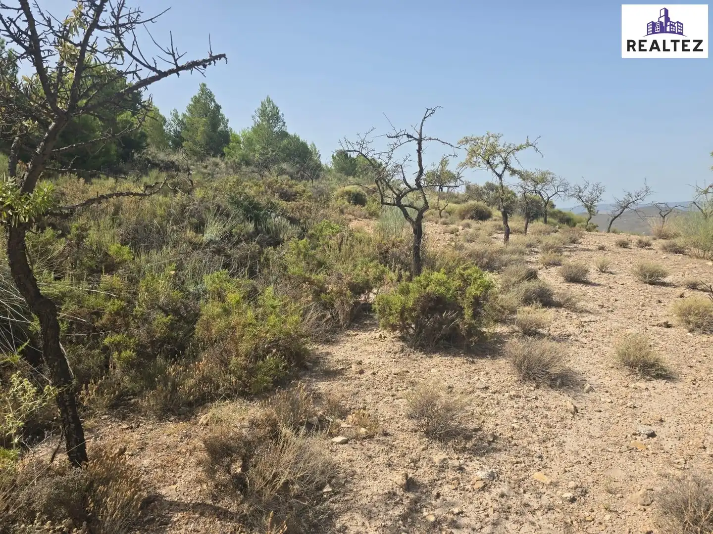 Terrain rustique à vendre à Alcolea, imagen 4