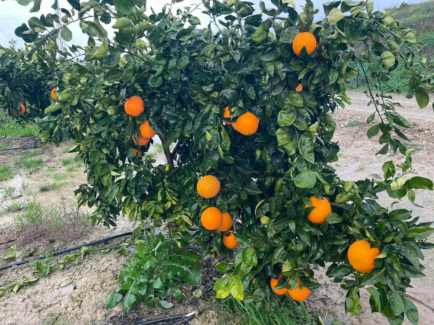 Terreny rústic en venda a Almodóvar del Río, imagen 11