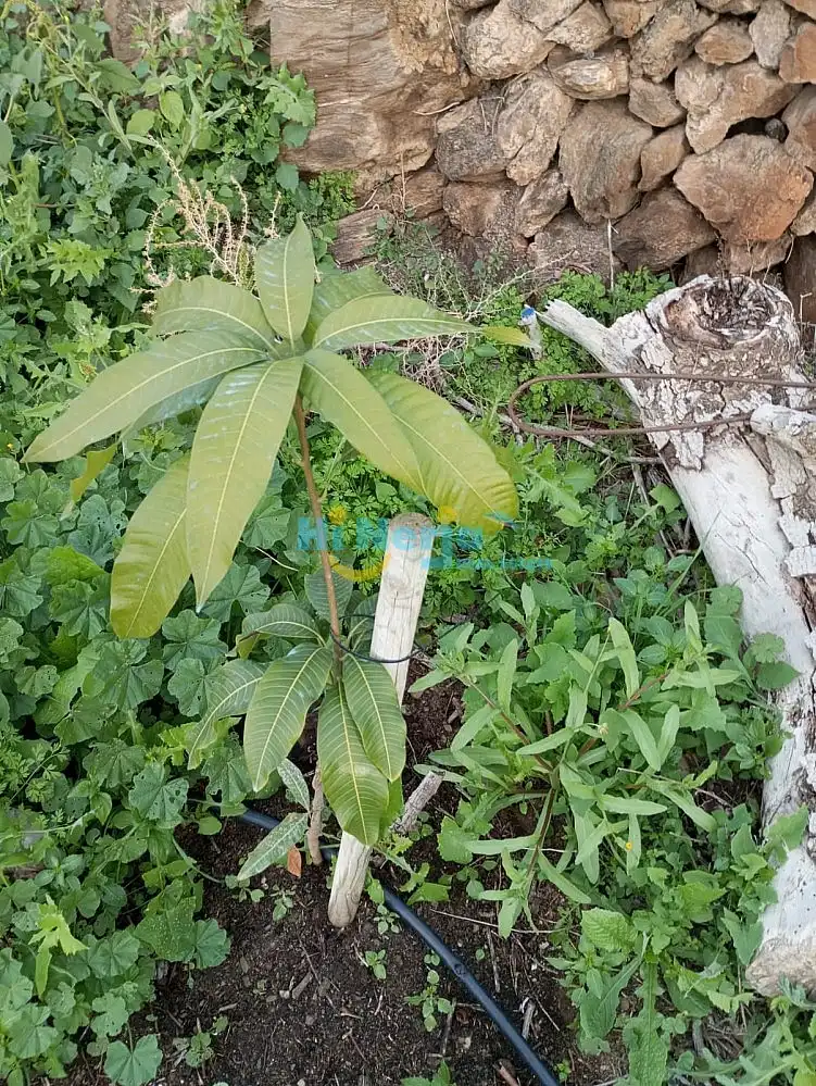 Terrenys i solars en venda a Algarrobo pueblo, imagen 8