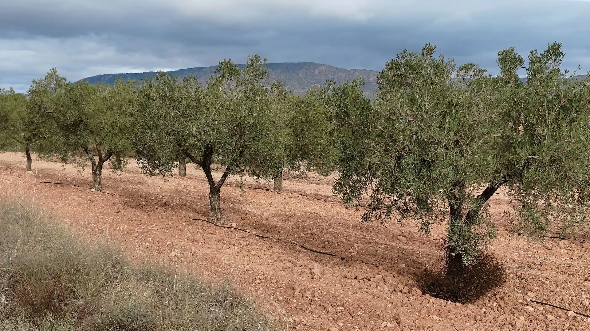 Rural land for sale in Monóvar  / Monòver, imagen 4