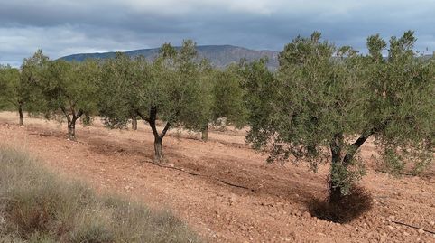 Foto 4 de Terreno en venta en Monóvar / Monòver, Alicante
