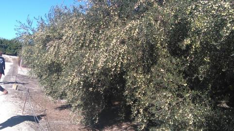 Foto 2 von Grundstücke zum Verkauf in C/ Assagador, Benicolet, Valencia