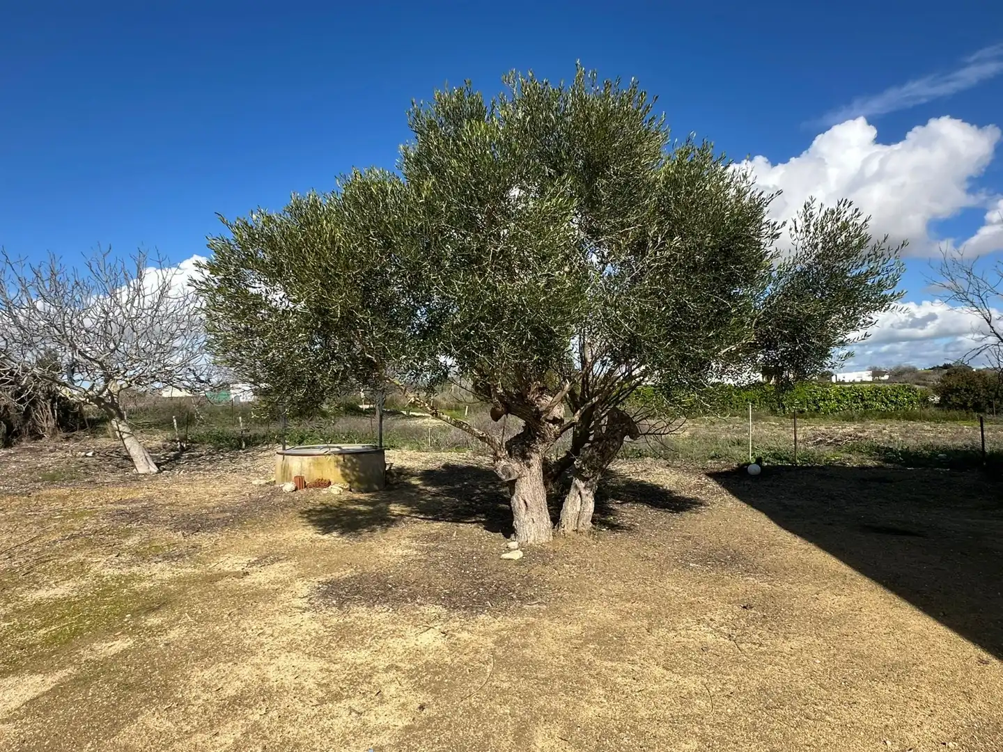 Garden of Country homes for sale in Chiclana de la Frontera