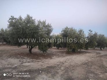 Terreno rustico in vendita a Calle TERMINO DE NUEVA CARTEYA