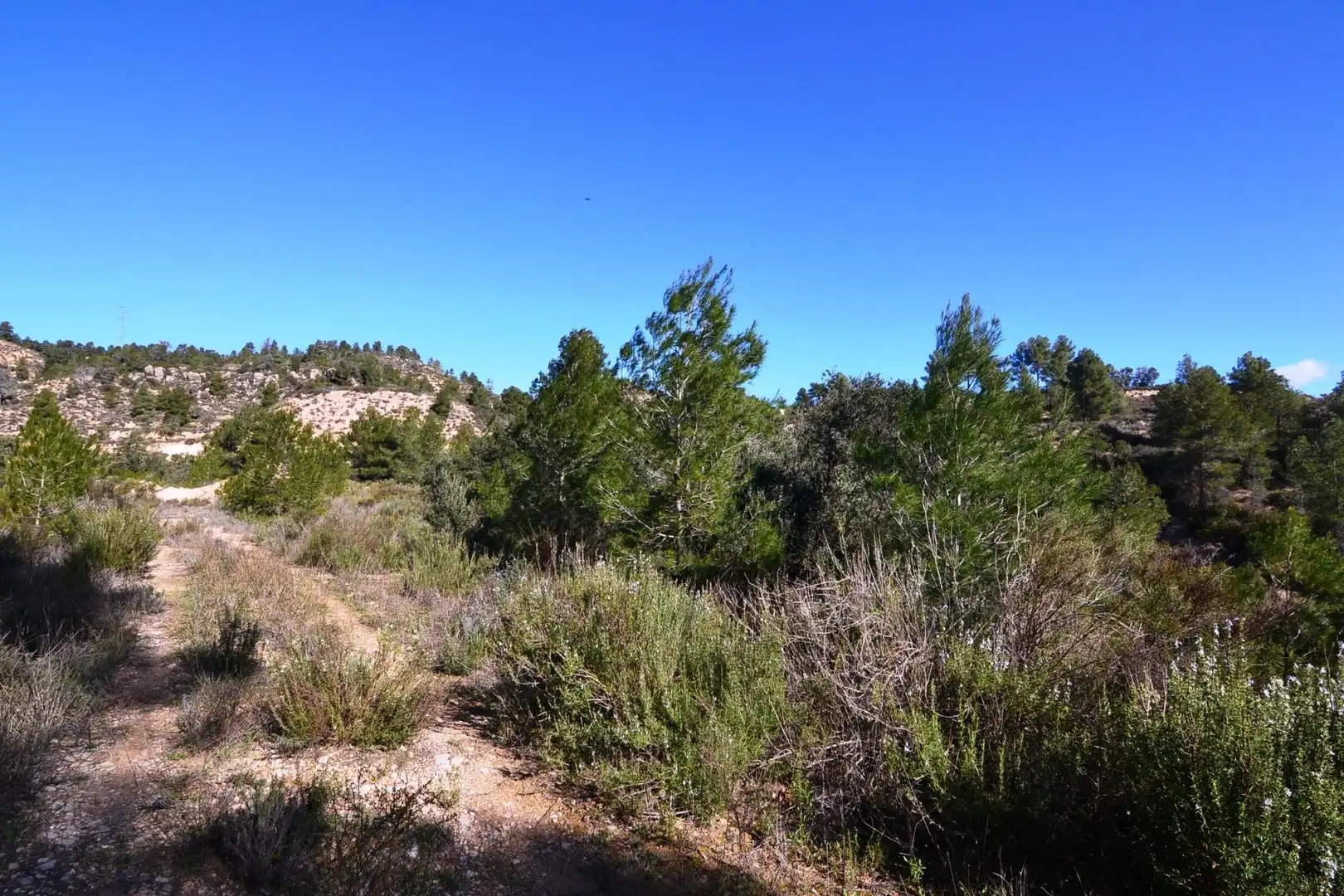 Rural land for sale in Ascó, imagen 45