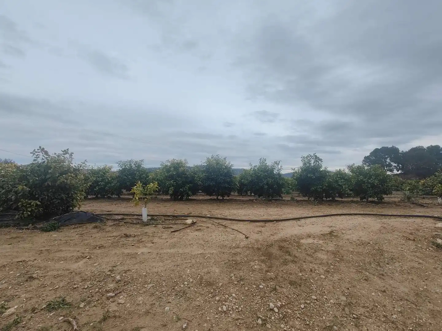 Lands and plots for sale in Pliego