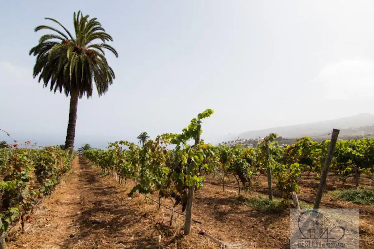 Vista exterior de Finca rústica en venda en Santa Úrsula amb Terrassa i Balcó