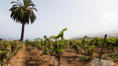 Foto 4 de Finca rústica en venda a La Vera - El Farrobillo - Tosca de Ana María, Santa Cruz de Tenerife