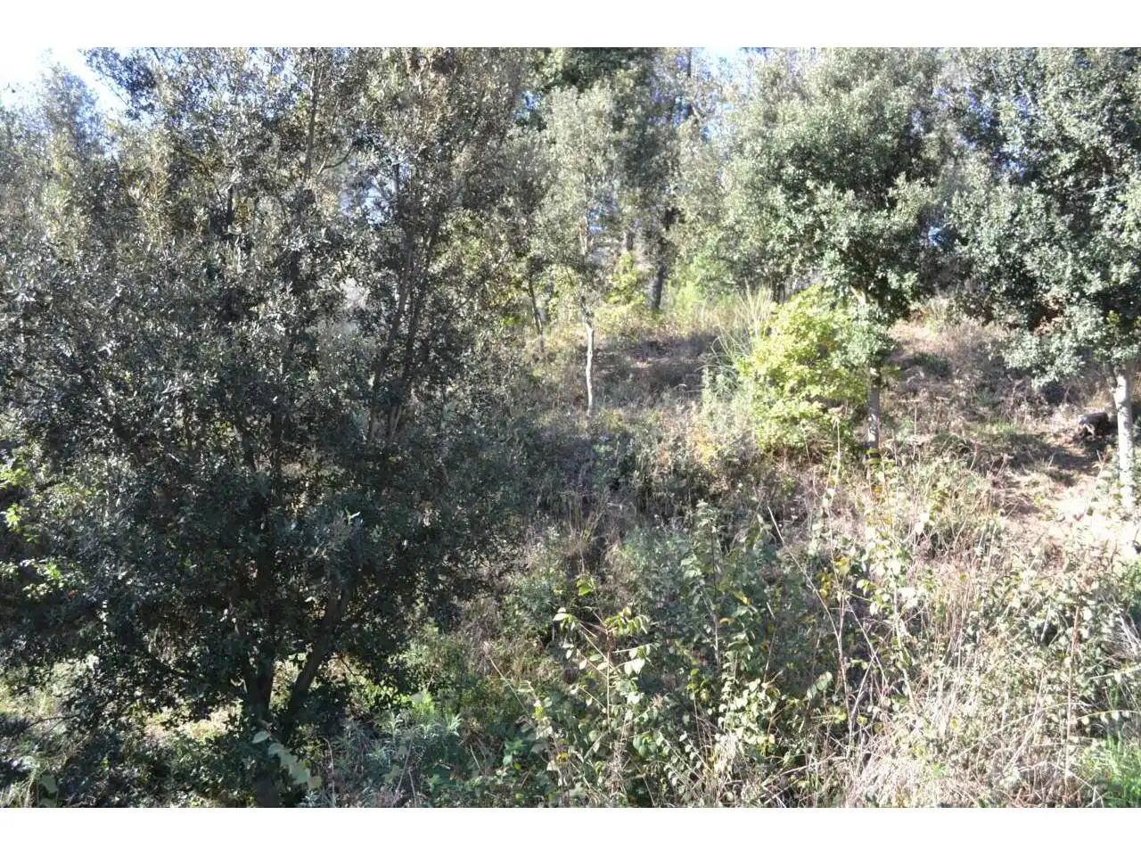 Terreno rustico in vendita a Calle Vinya del Cargol, imagen 2