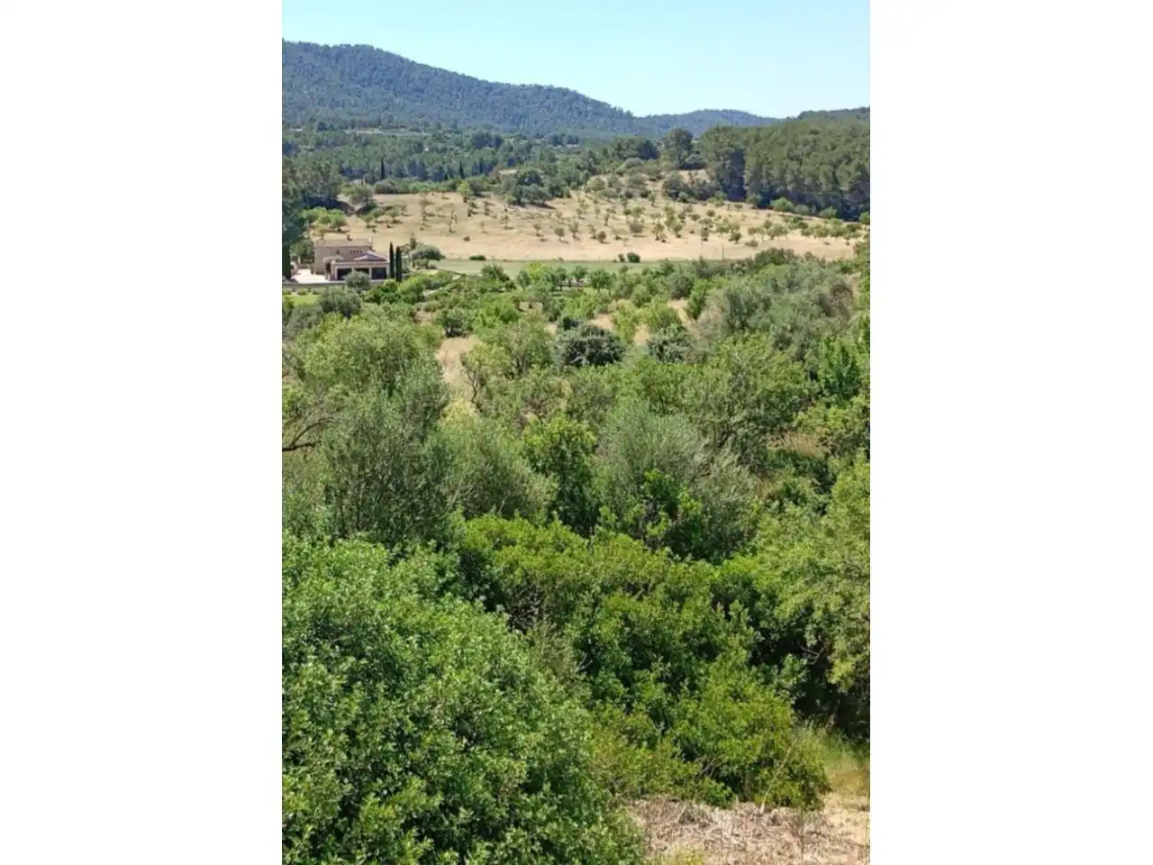 Terreno residencial en venta en Calvià pueblo, imagen 5