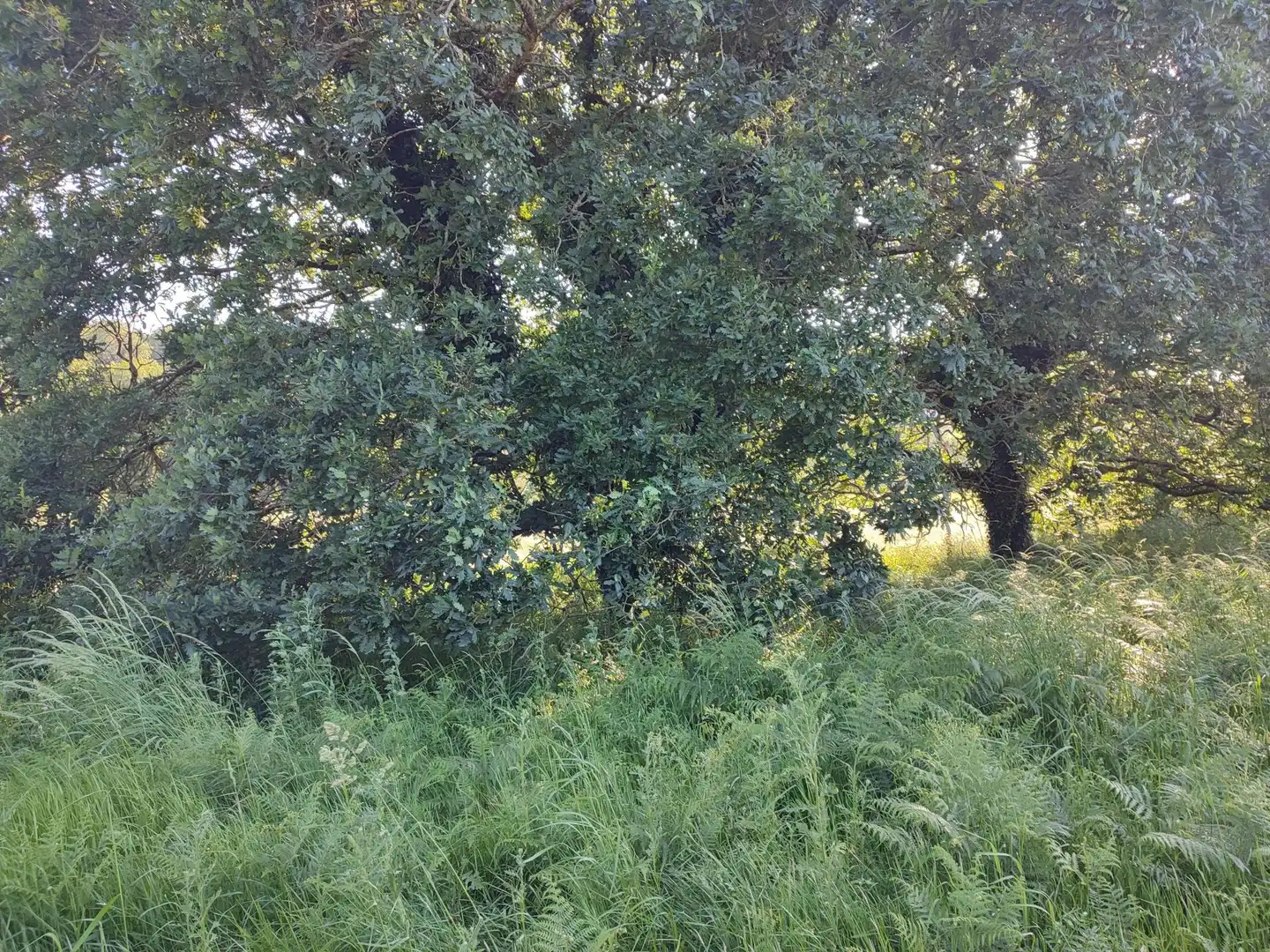 Residential land for sale in Parroquias de Santiago, imagen 10