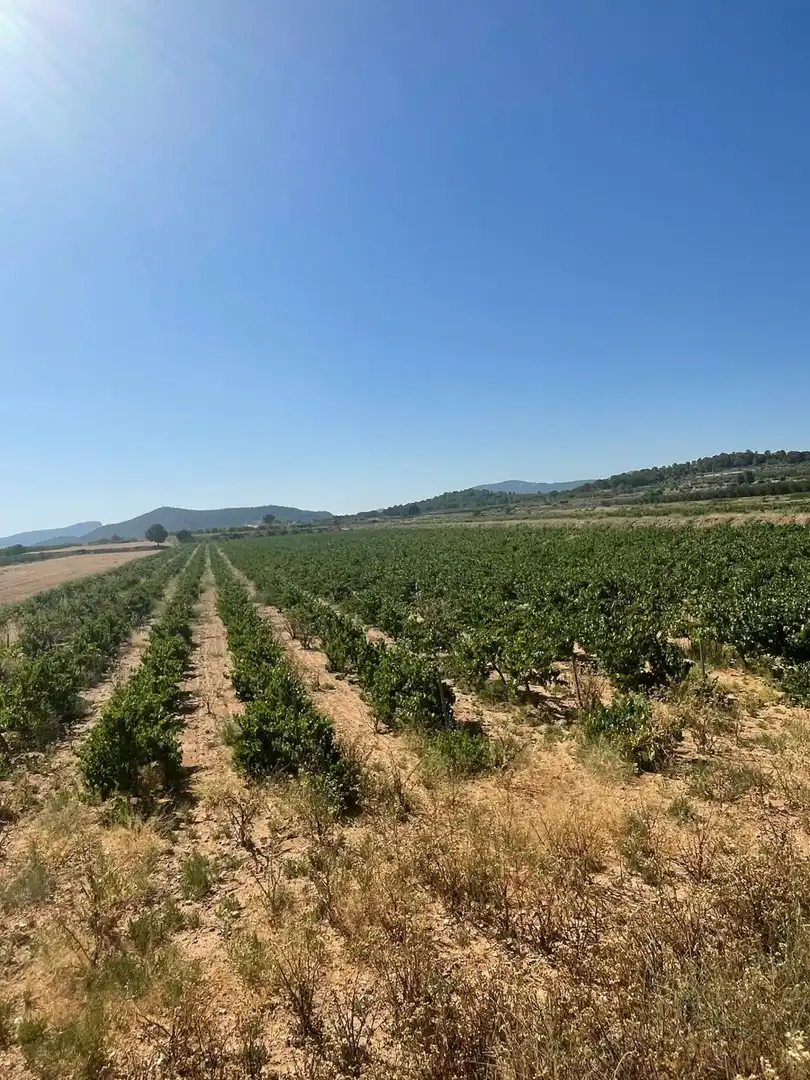 Terreno residencial en venta en El Pinós / Pinoso, imagen 11