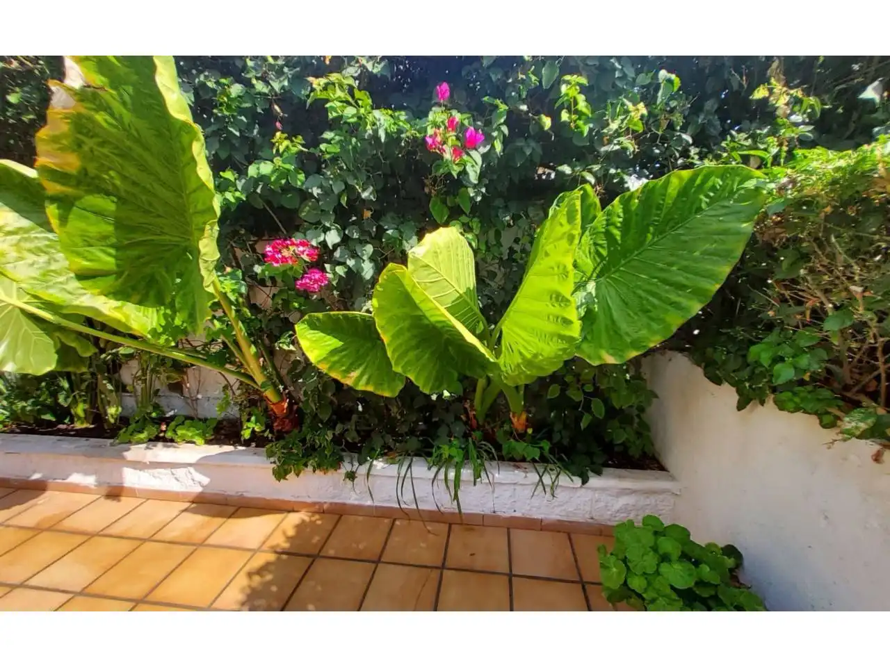 Jardín de Casa o chalet en venta en Almuñécar con Aire acondicionado, Jardín privado y Piscina comunitaria