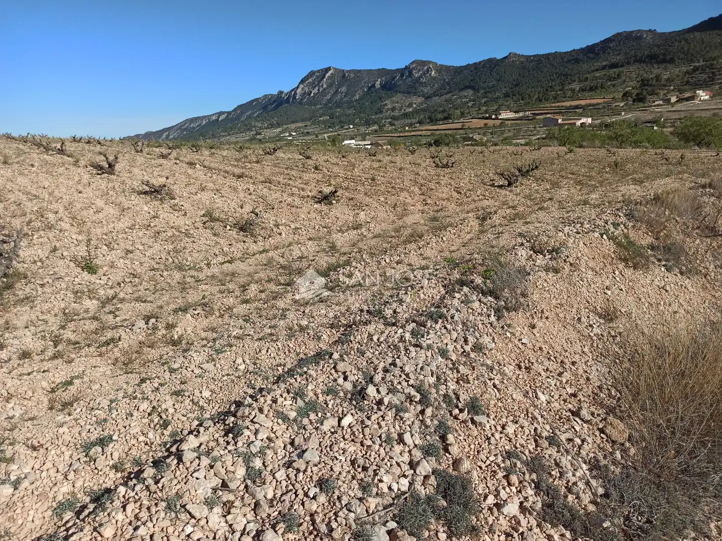 Terrain rustique à vendre à Algueña, imagen 8