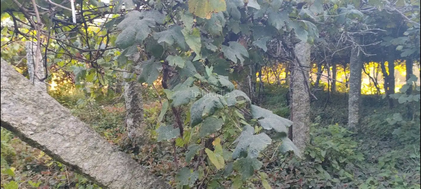 Terreno rustico in vendita a Poblado Carregal 9, imagen 18