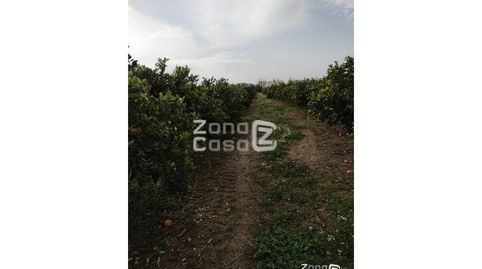 Finca Rustica  Venta Algemesí, imatge 5