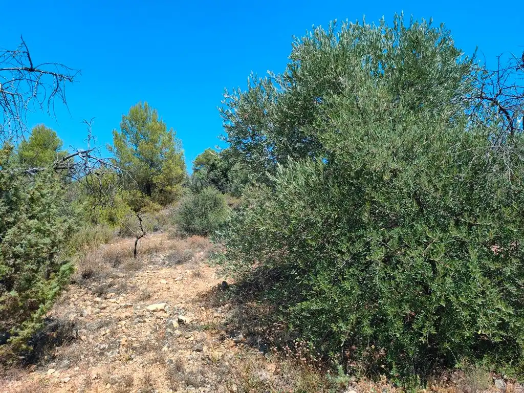 Terreni e lotti in vendita a Valderrobres, imagen 8