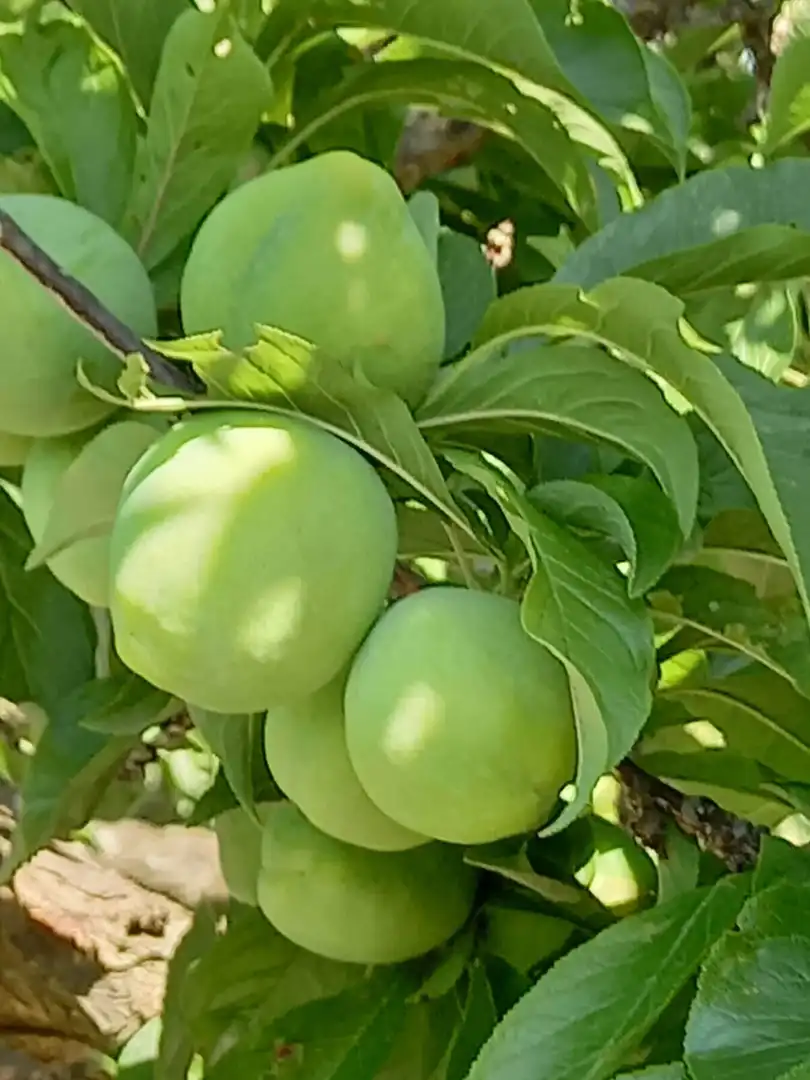 Jardí de Finca rústica en venda en El Palomar, Valencia