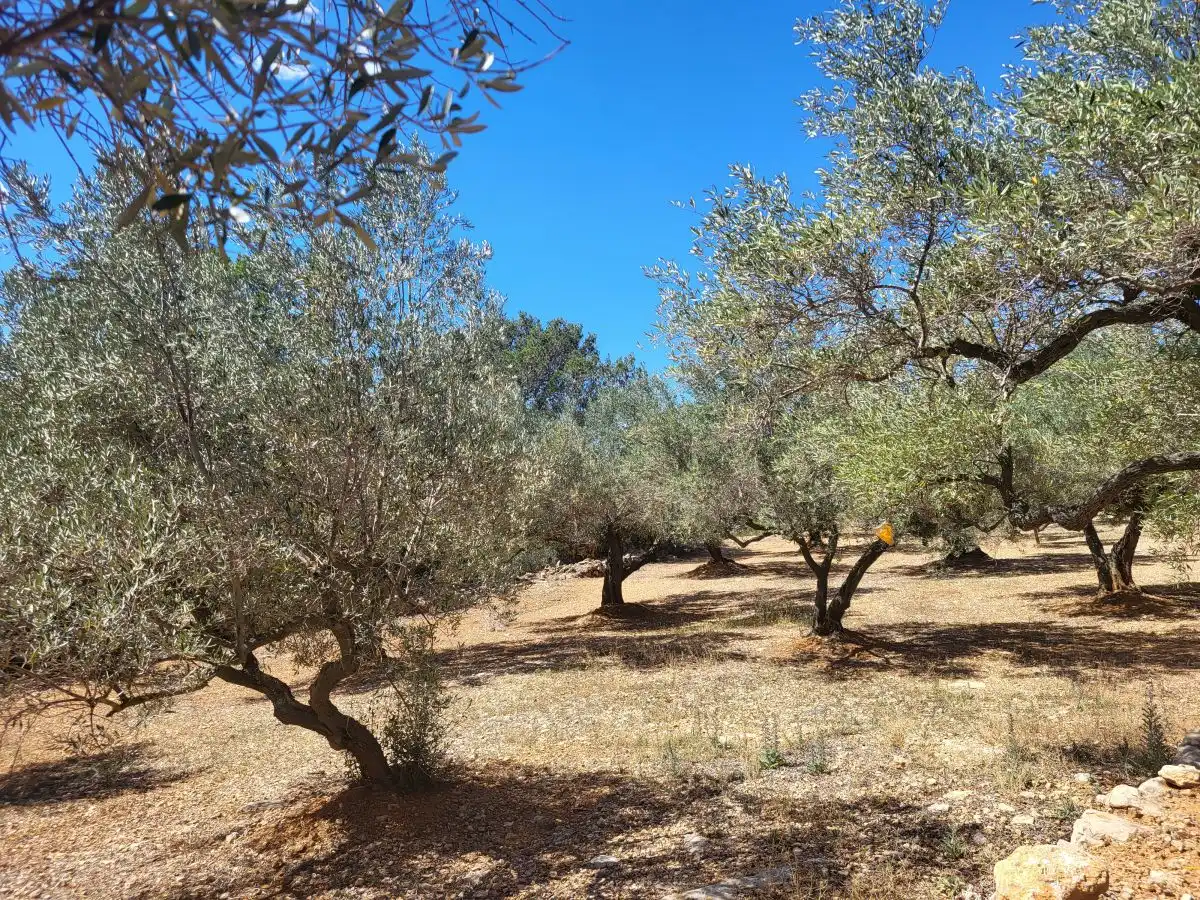 Country house for sale in Bassa del mig, imagen 7