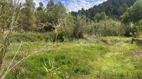 Pequeño huerto en Calapatans, immagine 4