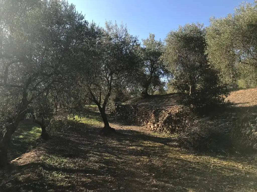 Terrain rustique à vendre à El Bruc, imagen 11