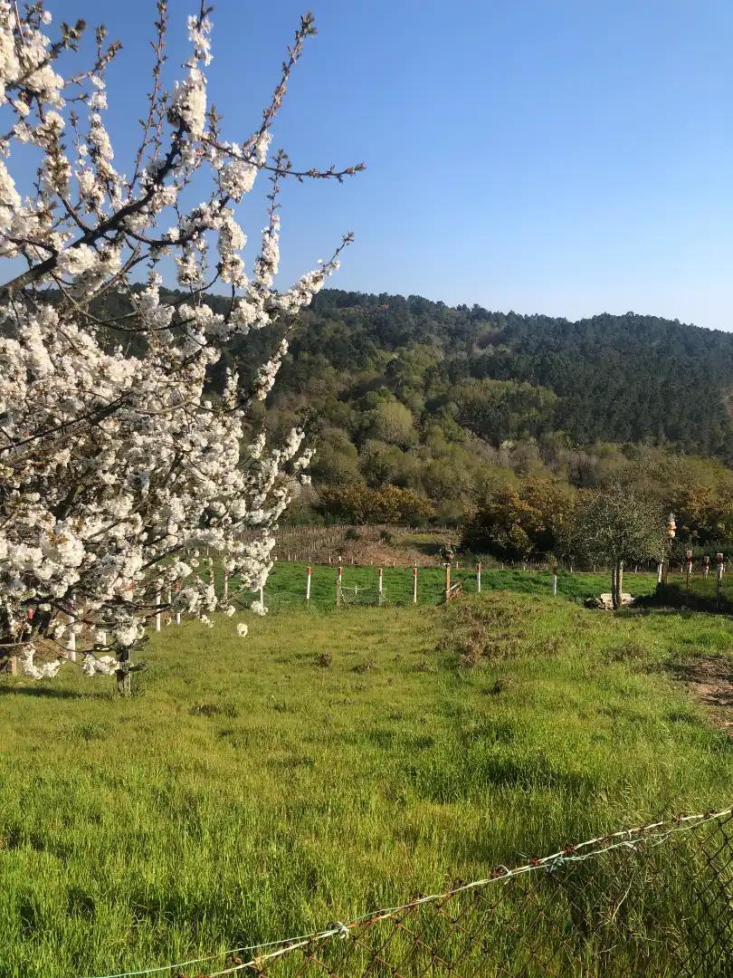 Casa o chalet en venta en San Amaro