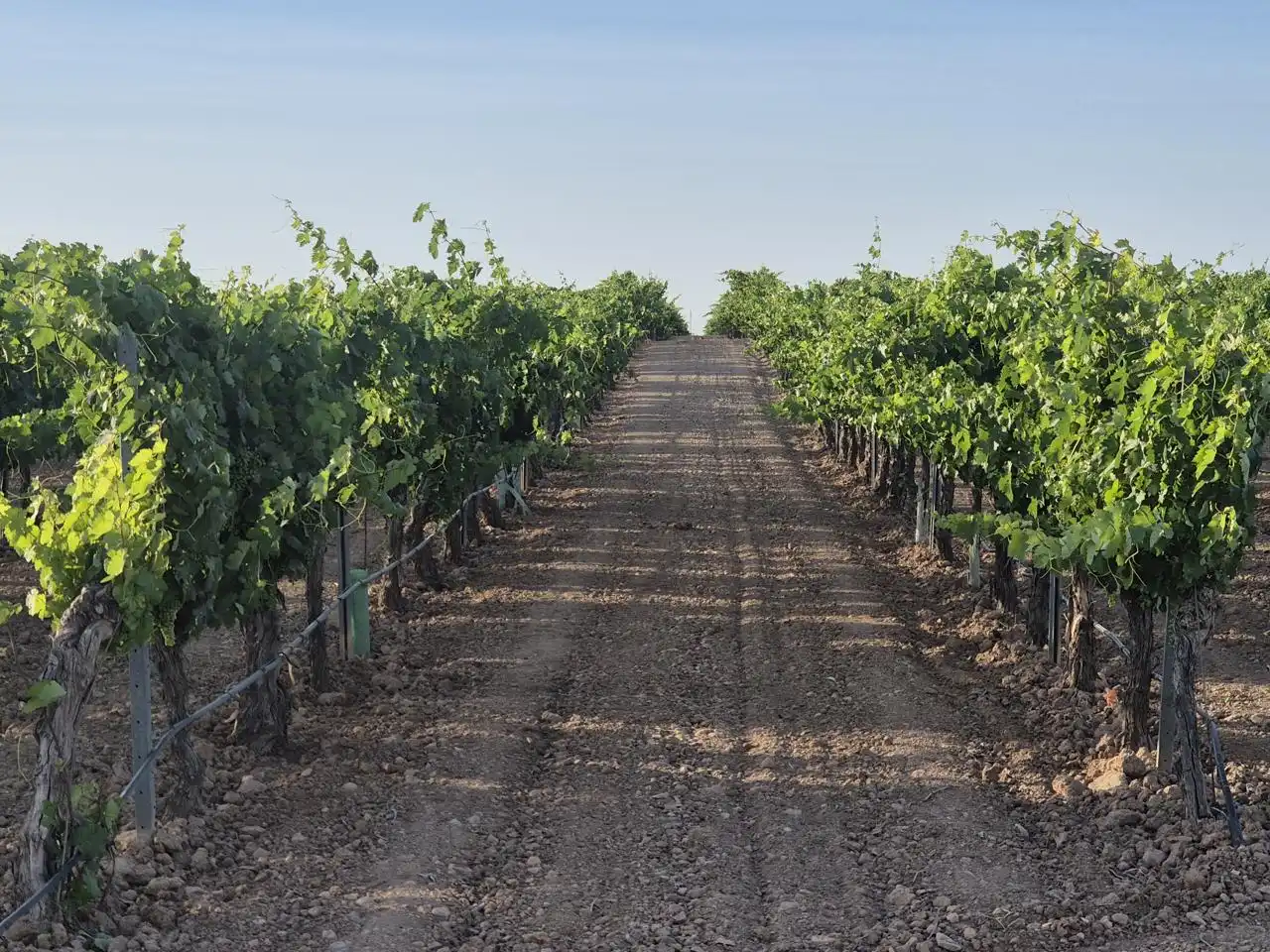 Terreno rustico in vendita a AGRICOLA, imagen 10