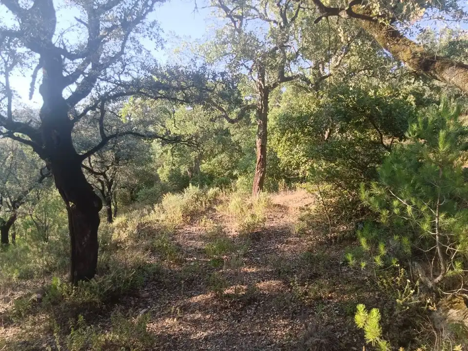 Finca rústica en venta en Linares de la Sierra