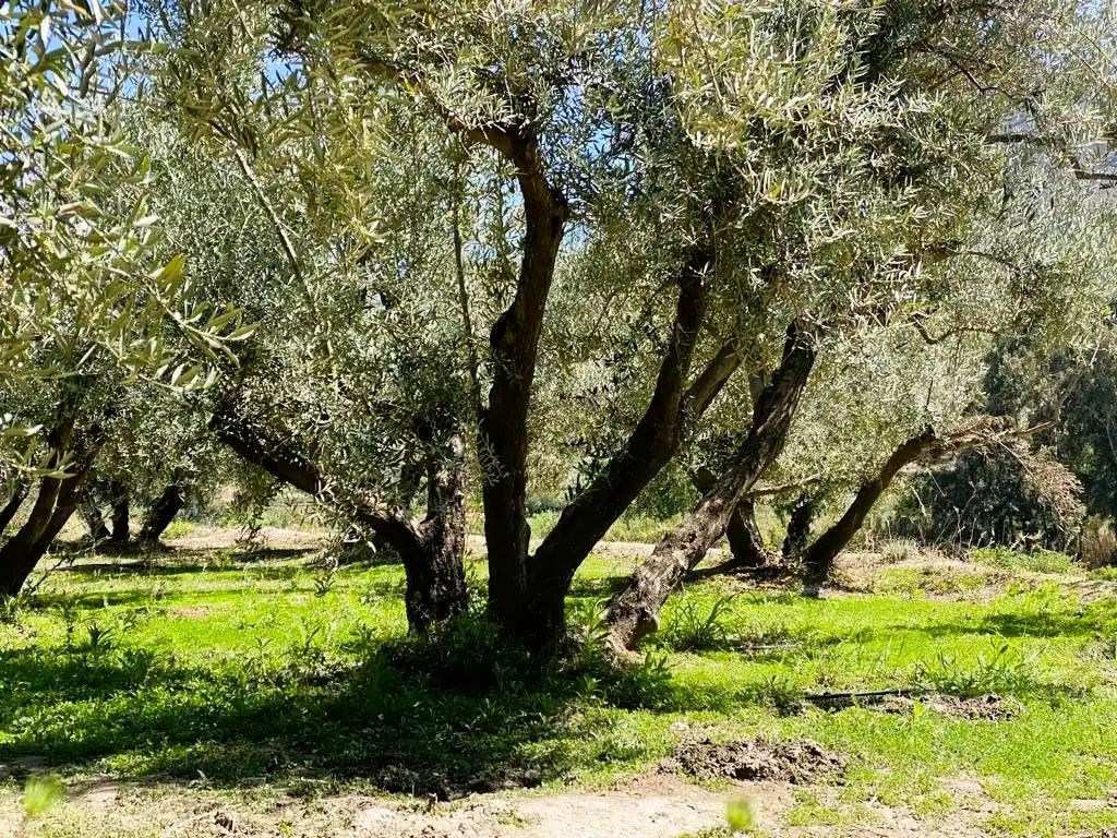 Rustikales Grundstück zum Verkauf in Benahadux