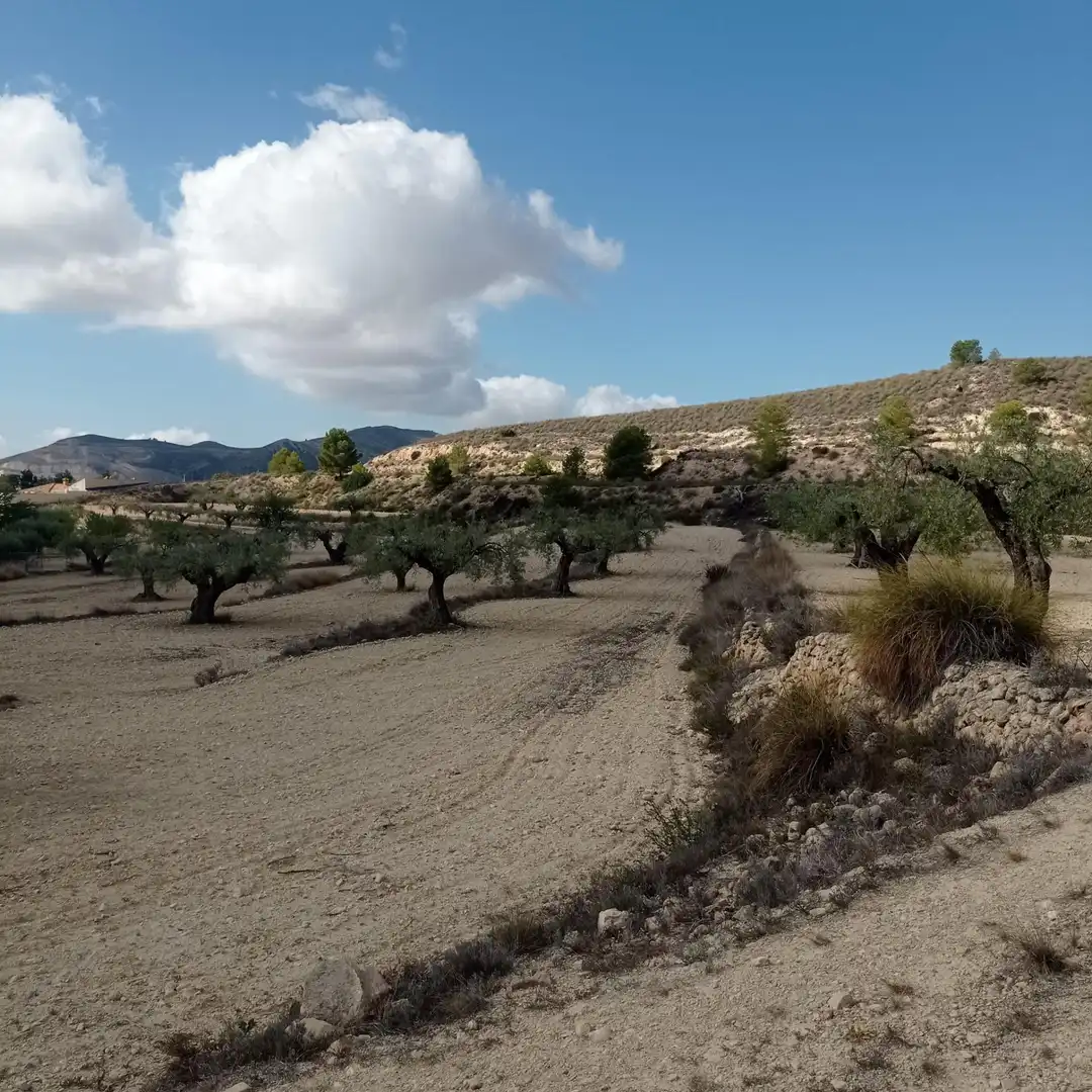 Terrain rustique à vendre à Hondón de las Nieves / El Fondó de les Neus, imagen 15