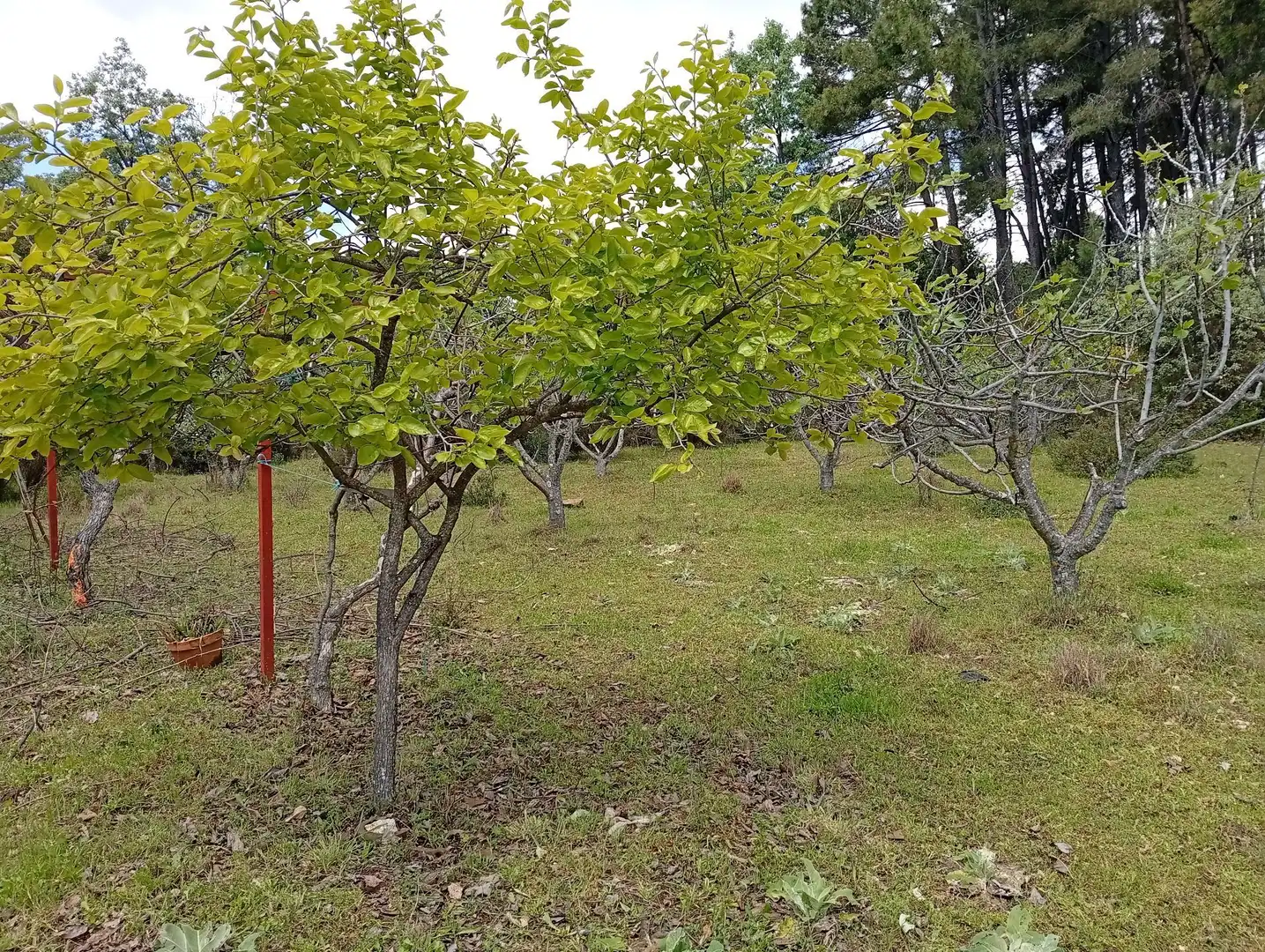 Terreni e lotti in vendita a Villanueva de la Vera, imagen 47