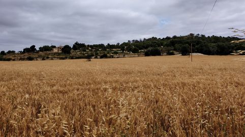 Foto 3 de Terreno en venta en Montuïri, Illes Balears