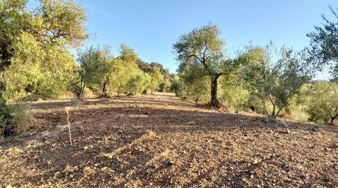 Foto 4 de Finca rústica en venta en Algodonales, Cádiz