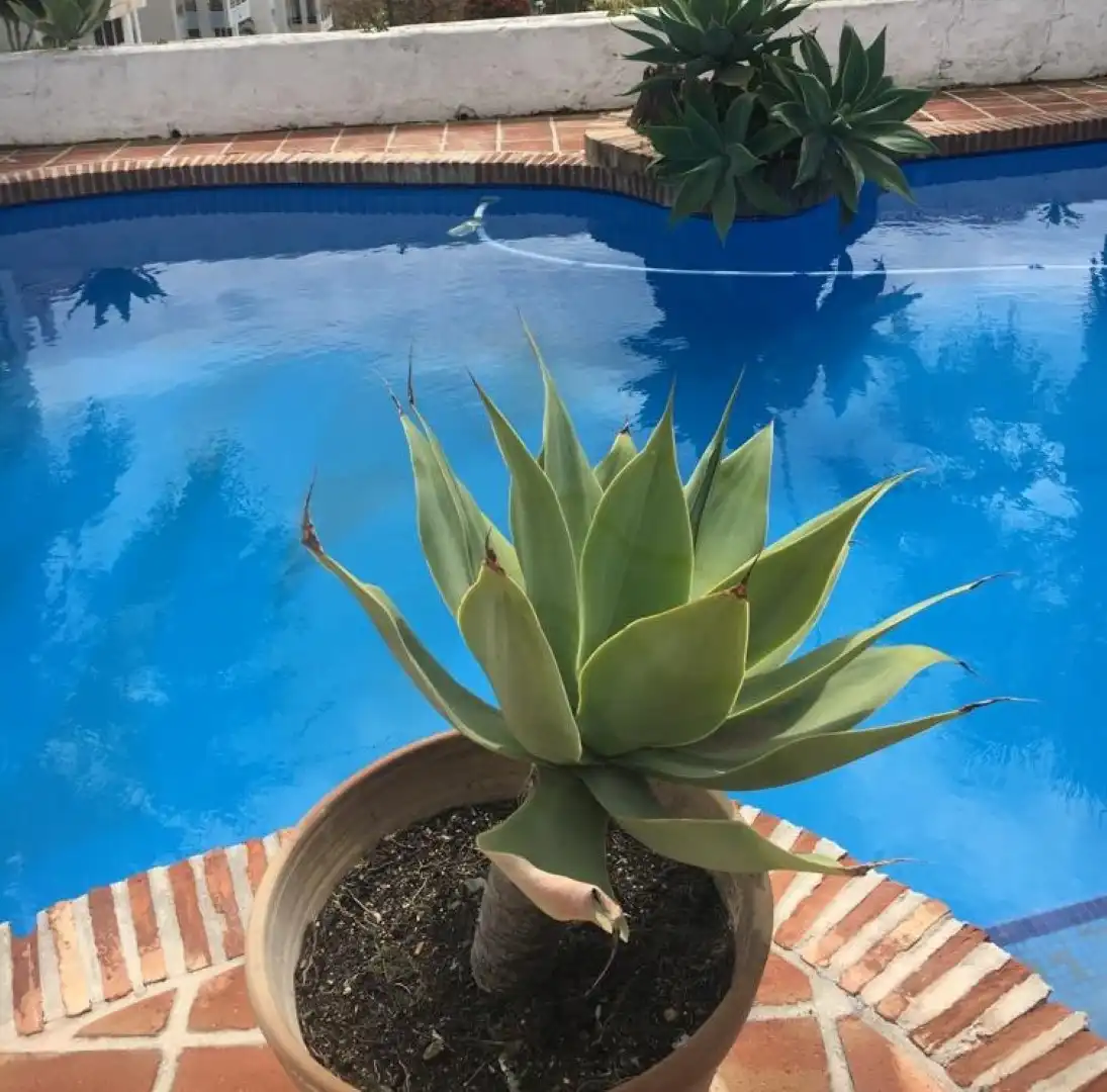 Abitazione con piscina in vendita a Estepona Pueblo, imagen 4