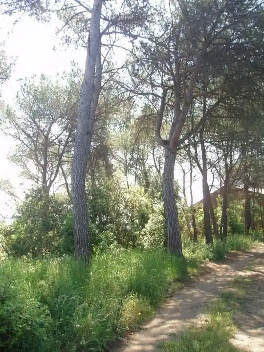 Residential land for sale in Carrer Serra de Sant Feliu 82, imagen 4