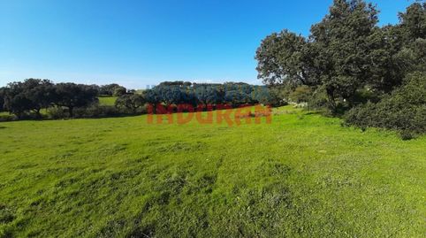 Finca con encinas, cerrada con paredes de piedra y situada a 250 m del municipio de Millanes Cáceres, image 2