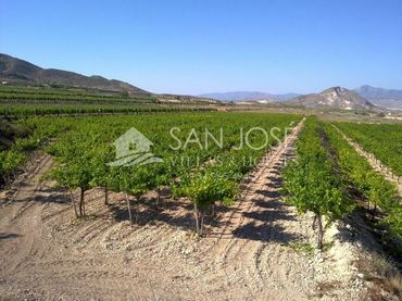 Terreno rústico en venta en Novelda