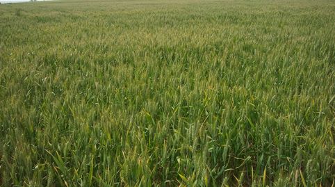 Foto 4 von Grundstücke zum Verkauf in Sariñena, Huesca