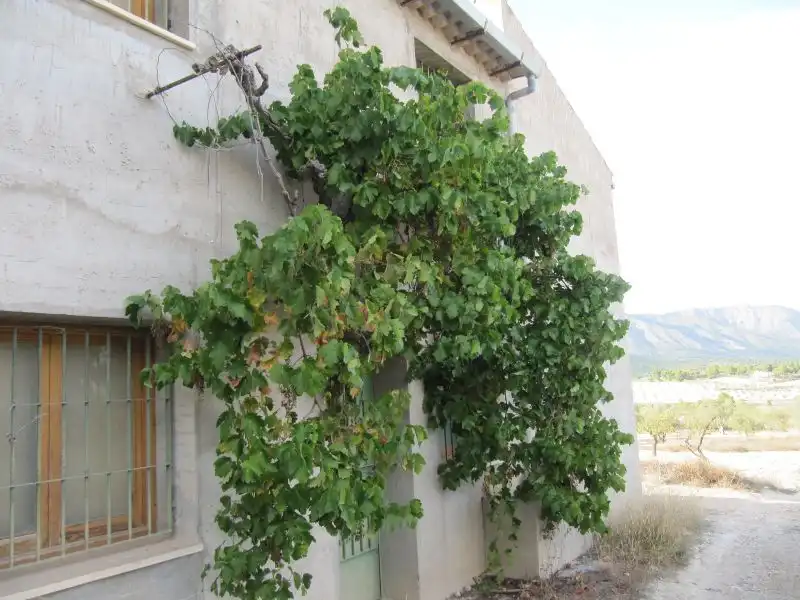 Casa rústica en venda a Monóvar  / Monòver, imagen 2