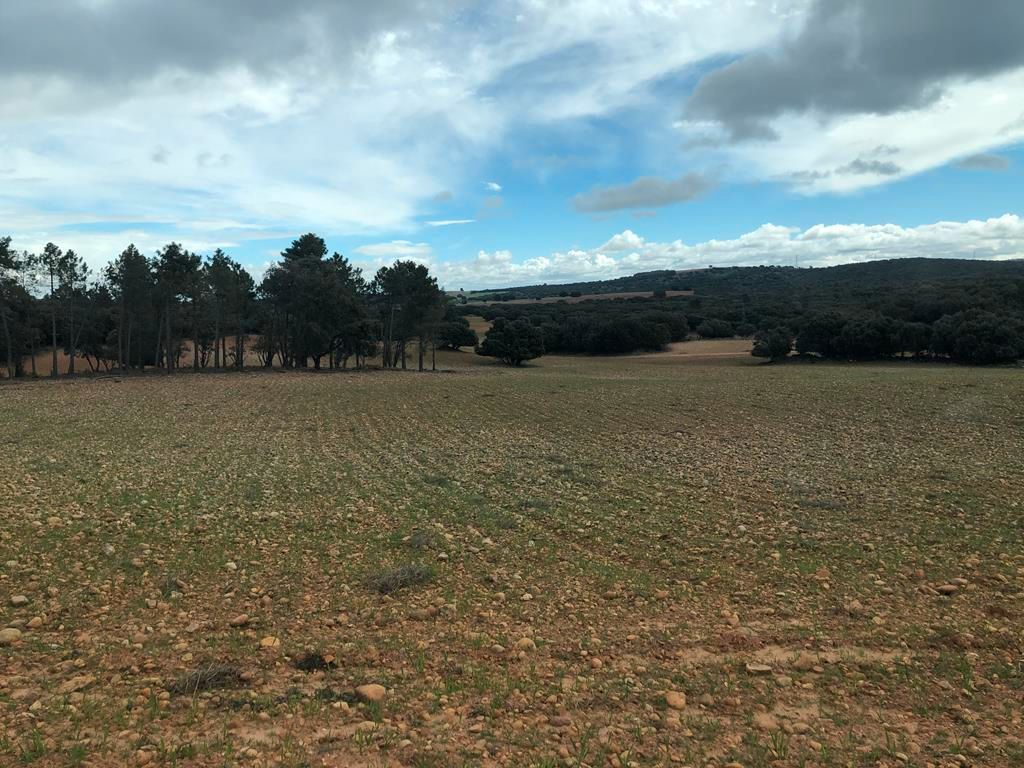 Land for sale in Peñascosa