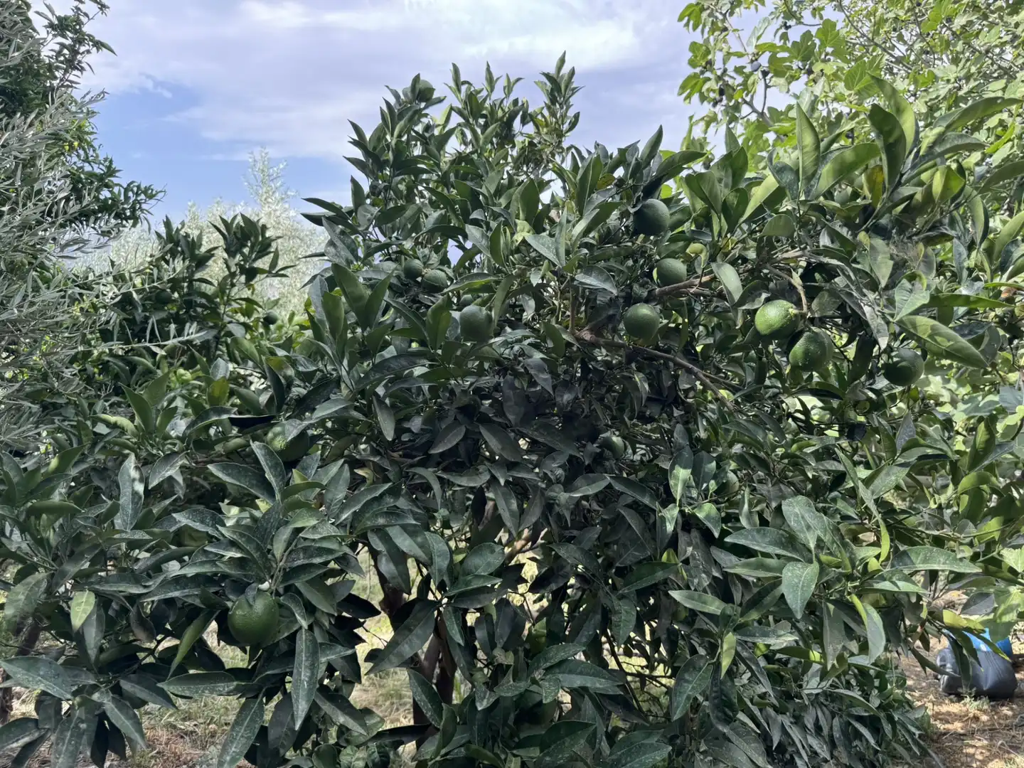 Jardí de Terreny en venda en Ohanes
