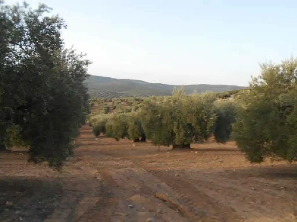 Terreni e lotti in vendita a Martos, imagen 3